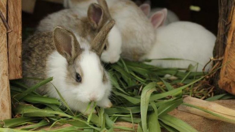 Какво съдържат и как се дават сочните фуражи на зайците?