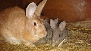 Влияе ли храненето върху плодовитостта на зайците? - Agri.bg