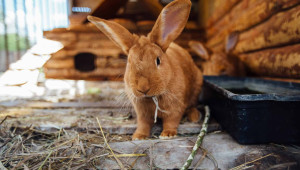 Травматични увреждания на зайците - Agri.bg