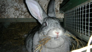 Промени в поведението на болните зайци - Agri.bg