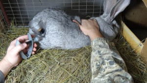 Туберкулоза при зайците - Agri.bg