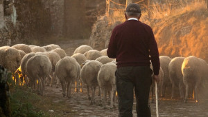 До 30 000 евро е увеличена стартовата помощ за "нови фермери" до 65 години - Agri.bg