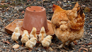 Отглеждането на едномесечни пилета не е само търговски въпрос