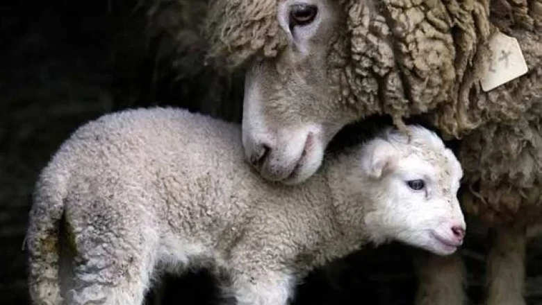 Подготовка на овцете майки за заплождане