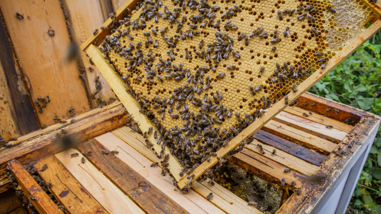 Допълнителен прием на заявления за плащане по пчеларските интервенции