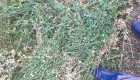Ролонни бали суха люцерна - Снимка 1