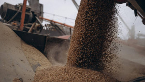 Международните пазари на зърно и маслодайни семена остават в депресия - Agri.bg