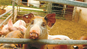 Пастьорелоза при свинете