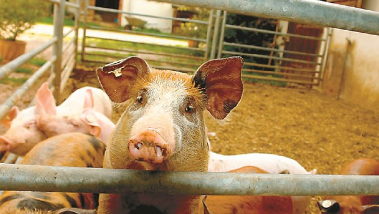 Пастьорелоза при свинете