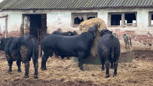 Топ американски говедовъд пред български фермери: Всяка крава трябва да ражда по теле на година - Снимка 3