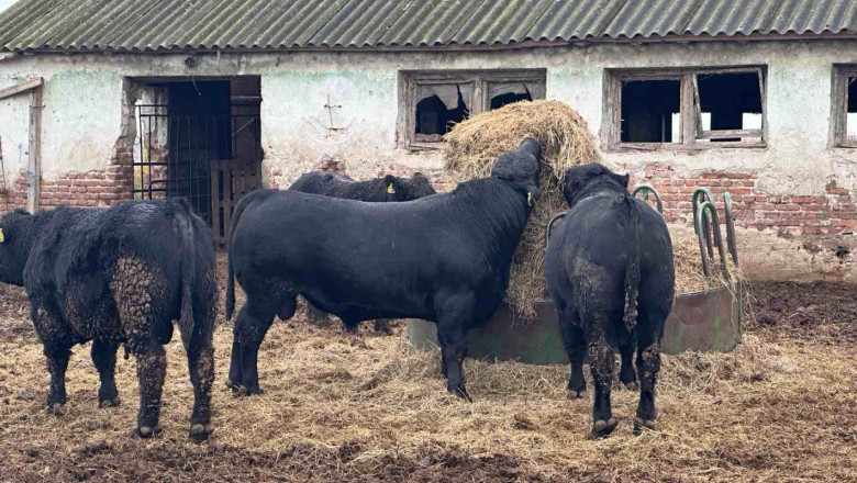Топ американски говедовъд пред български фермери: Всяка крава трябва да ражда по теле на година