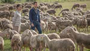 Ферма с 850 овце до Белене пробива с млечните си продукти основно в София