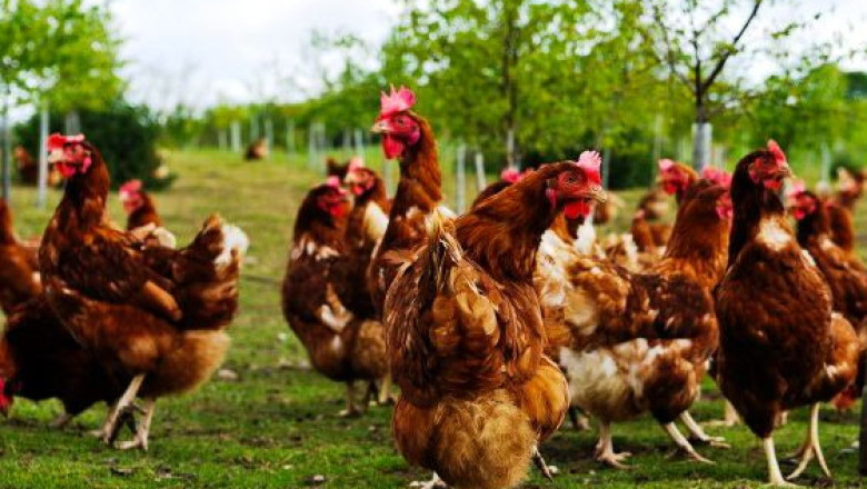 Умъртвяват близо 130 000 кокошки заради ново огнище на птичи грип