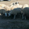 Продавам овце - Агро Работа