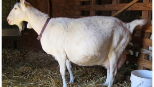 Грижи за бременните кози - Agri.bg
