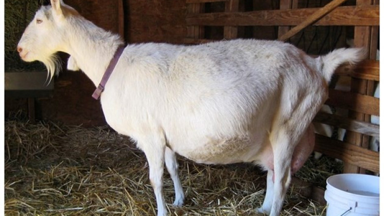 Грижи за бременните кози