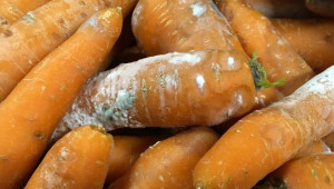 Икономически най-важните болести при морковите
