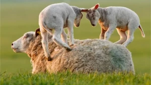 Развъждане на овцете - методи - Agri.bg