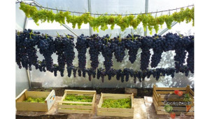 Съхраняване на грозде - избират се само напълно здрави гроздове