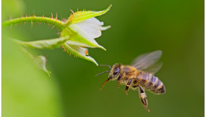 Грижи за пчелите през месец март - Agri.bg