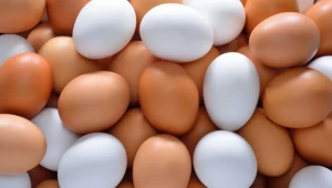 Фактори влияещи на масата на яйцата - Agri.bg