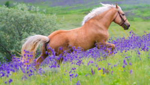 Какви са последици от храненето на конете с фураж, съдържащ по-големи количества отровни плевели? - Agri.bg