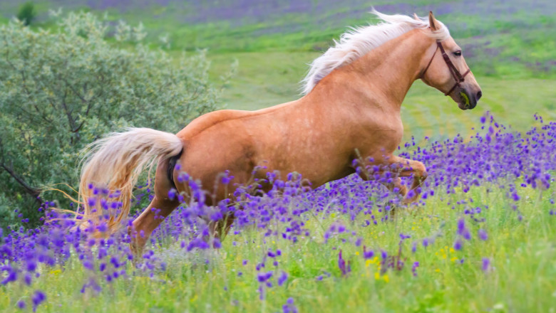 Какви са последици от храненето на конете с фураж, съдържащ по-големи количества отровни плевели?