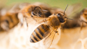 Пътища за разпространение на заразните болести по пчелите