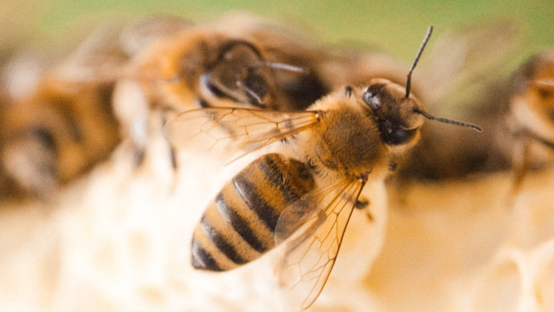 Пътища за разпространение на заразните болести по пчелите