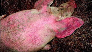 Червенка по свинете - една от най-опасните болести