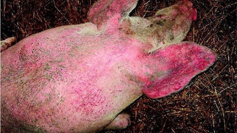 Червенка по свинете - една от най-опасните болести