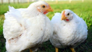 Отглеждането на пилетата бройлери при по-ниски температури води до забавяне на растежа