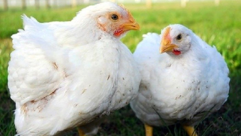 Отглеждането на пилетата бройлери при по-ниски температури води до забавяне на растежа