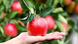 Резитба на силно растящи ябълкови дървета