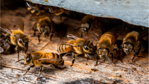 Грижи за пчелите през февруари - Agri.bg