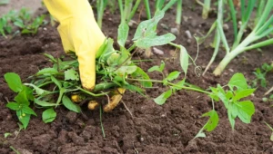 Агротехнически мерки за унищожаване на плевелите