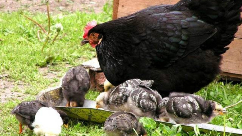 Породи и хибриди кокошки за производство на месо