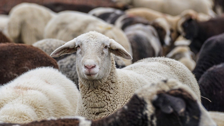 Хранене на овцете със зелени фуражи