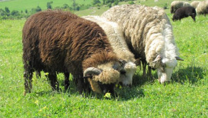 Отглеждане на овце майки