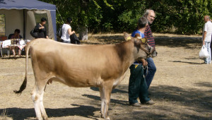 Родопско говедо - най-дребната порода говеда в Европа - Agri.bg