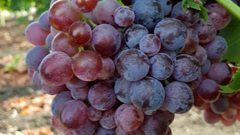 Кинг руби – безсеменен сорт грозде