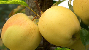 Внимателно избирайте кога да берете ябълките и крушите