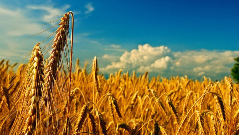 Твърдата пшеница по брой на разновидностите отстъпва само на меката