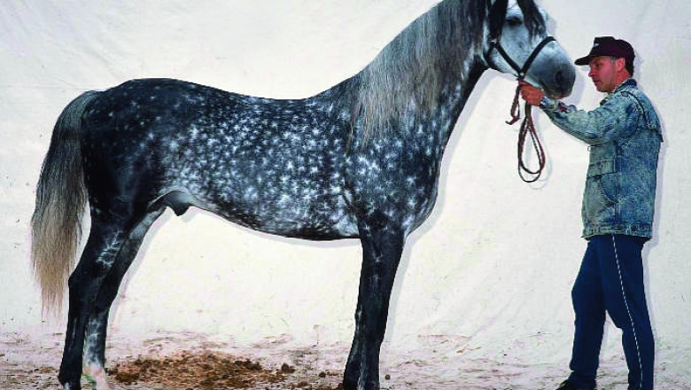Орловски рисак - една от най-ценните породи коне