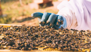 Първи осведомителен пролетен преглед на пчелните семейства
