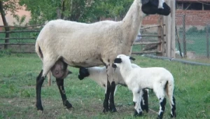 Порода овце Хиос - Agri.bg