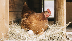 Фактори влияещи върху носливостта на кокошките - Agri.bg