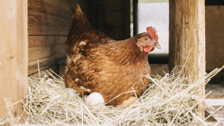 Фактори влияещи върху носливостта на кокошките