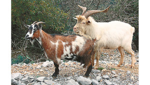 Технология за отглеждане на кози