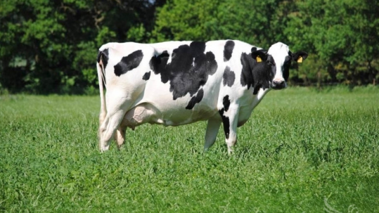 Холщайн-фризийско говедо